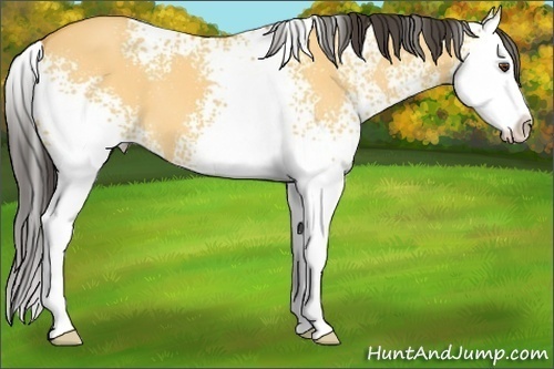 Horse Color: Unknown 