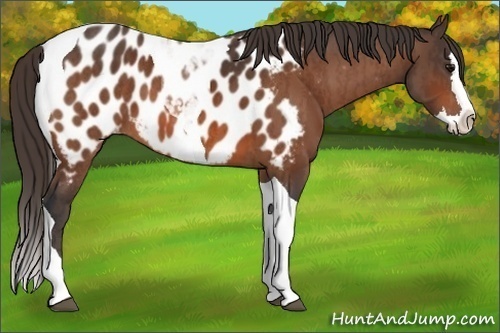 Horse Color:Bay Splash Tobiano Blanket  Brindle