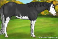 Horse Color:Black Sabino Splash 