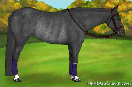 Horse Color:Black Rabicano
