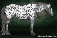 Horse Color:Black Splash Tobiano Appaloosa  Brindle