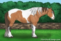 Horse Color:Bay Splash Tobiano Blanket  Brindle