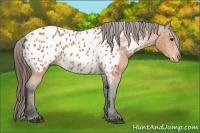 Horse Color:Bay Splash Tobiano Near Leopard  Brindle