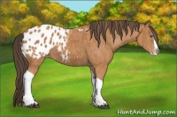 Horse Color:Bay Splash Tobiano Blanket  Brindle