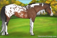 Horse Color:Bay Splash Tobiano Appaloosa  Brindle