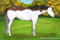 Horse Color:Bay Roan Splash 