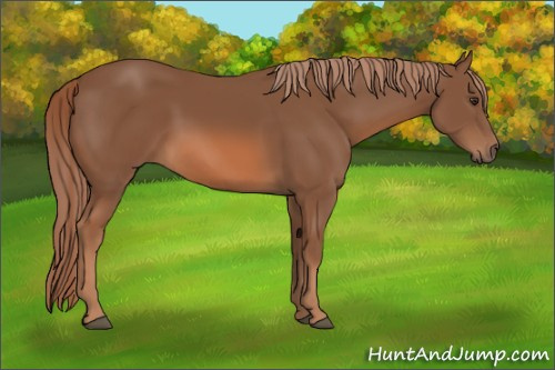 Horse Color: Chestnut 