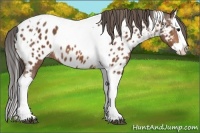 Horse Color:Bay Splash Tobiano Near Leopard  Brindle