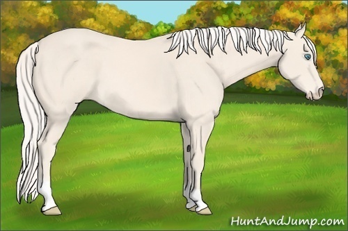 Horse Color:Cremello 