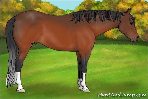 Horse Color: Brown 