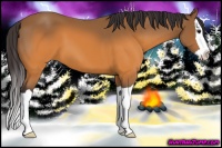 Horse Color:Buckskin Splash 