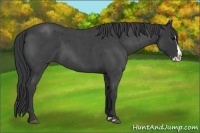 Horse Color:Blue Roan Splash 