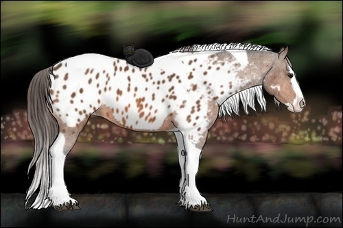 Horse Color:Bay Splash Tobiano Appaloosa  Brindle