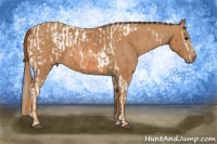 Horse Color:Bay Splash Tobiano Blanket  Brindle