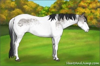 Horse Color:White Spotted Grullo Tobiano 