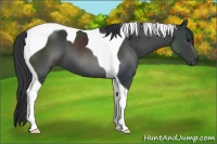 Horse Color:Black Tobiano 