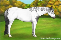 Horse Color:Black Sabino Tobiano Frame 