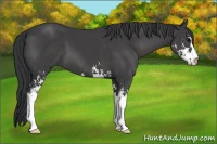 Horse Color:Black Sabino 