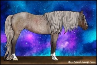 Horse Color:Silver Bay Roan Rabicano 
