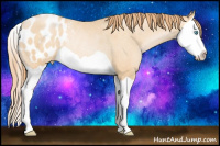 Horse Color:Buckskin Pearl Splash Appaloosa Rabicano 