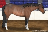 Horse Color:Bay Rabicano 