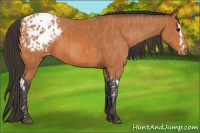 Horse Color:Bay Splash Tobiano Blanket  Brindle