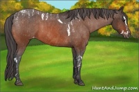Horse Color:Bay Splash Tobiano Varnish  Brindle
