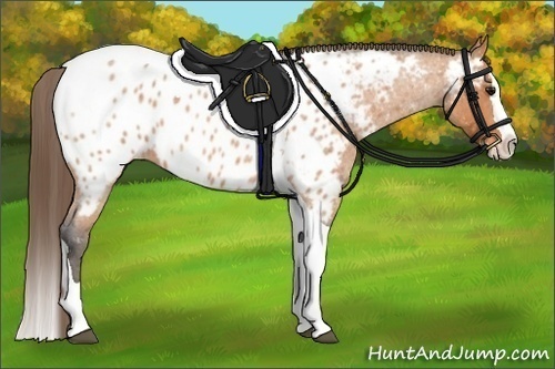 Horse Color:Bay Roan Splash Tobiano Appaloosa  Brindle