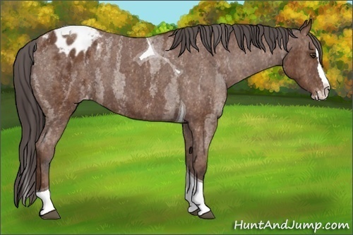 Horse Color: Bay Roan Splash Tobiano Blanket  Brindle