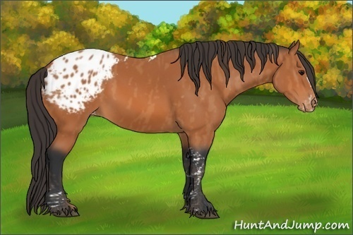 Horse Color:Bay Splash Tobiano Appaloosa Brindle