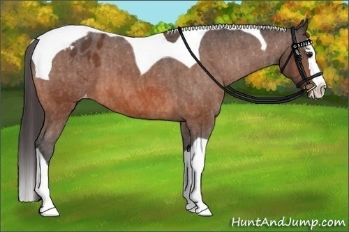 Horse Color: Bay Splash Tobiano Blanket  Brindle
