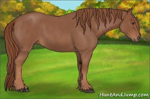 Horse Color:Red Roan 