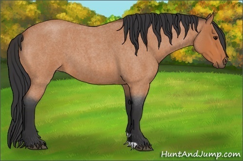 Horse Color:Bay Roan 