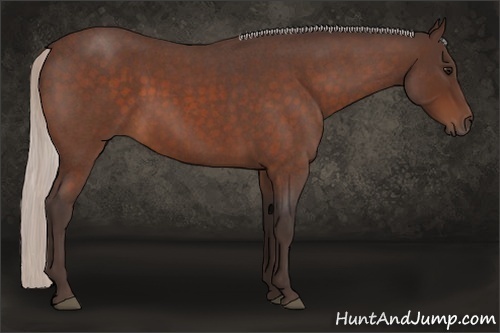Horse Color:Silver Brown Roan