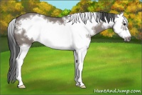 Horse Color:White Spotted Grullo Sabino Splash Frame 