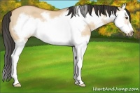 Horse Color:Bay Dun Sabino Splash Frame 