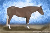 Horse Color:Silver Black Appaloosa 