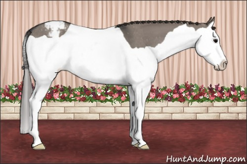 Horse Color: Grullo Splash Snowcap 