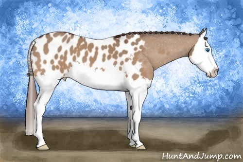 Horse Color: Bay Dun Splash Blanket 
