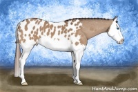Horse Color:Bay Dun Splash Appaloosa