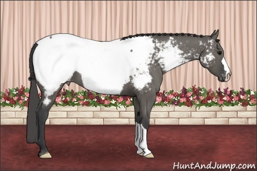 Horse Color: Grullo Snowcap 