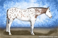 Horse Color:Bay Roan Splash Appaloosa 