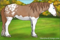 Horse Color:Chestnut Splash Appaloosa 