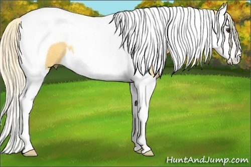 Horse Color:Palomino Splash Tobiano Rabicano 