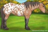 Horse Color:Bay Splash Tobiano Blanket Rabicano  Brindle