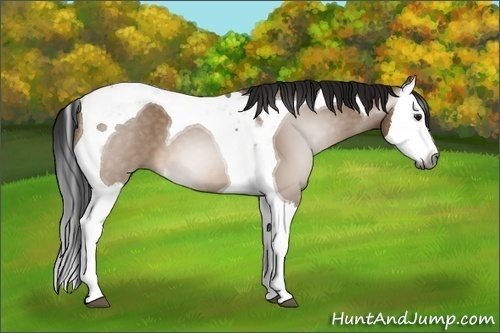 Horse Color:Gray Bay Dun Splash Tobiano 