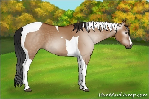 Horse Color:Gray Bay Dun Tobiano 