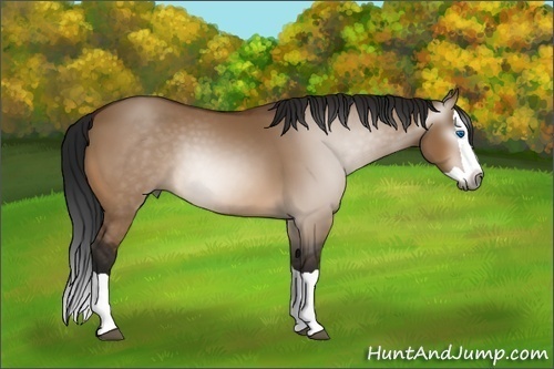 Horse Color:Gray Bay Dun Splash 