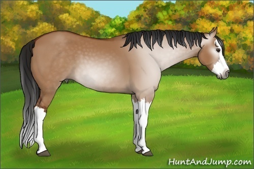 Horse Color:Gray Bay Dun Splash 
