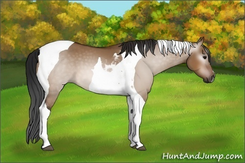 Horse Color:Gray Bay Dun Tobiano 